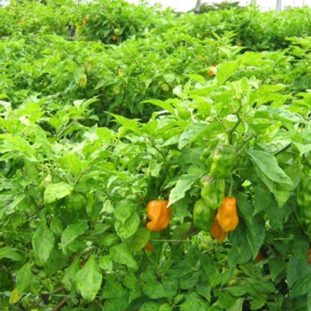 FEROZ - La Dangereuse, Sauce Habanero