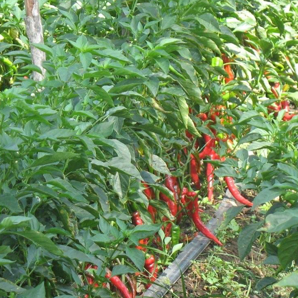 FEROZ - La Succulente, Sauce Cayenne