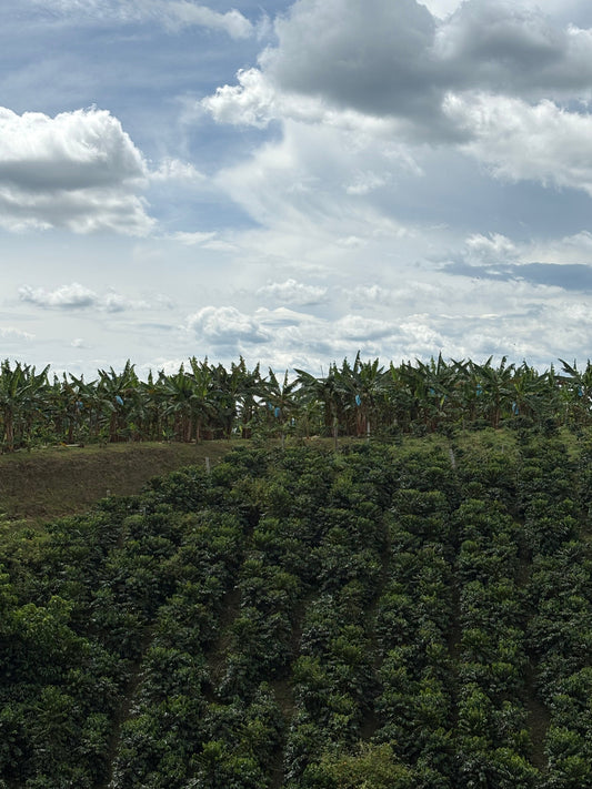Préserver les plus de 400 fruits de Colombie : un enjeu vital pour la biodiversité