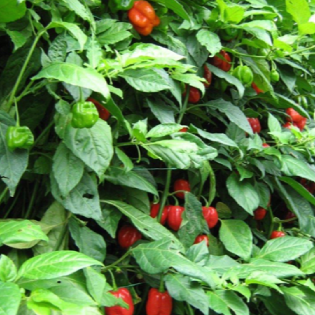 FEROZ - La Dangereuse, Sauce Habanero