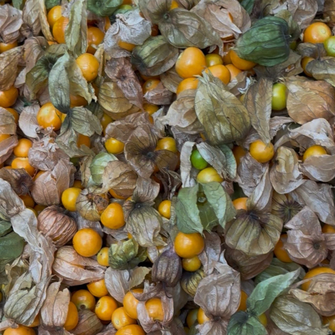 THANI - Physalis Lyophilisée en morceaux