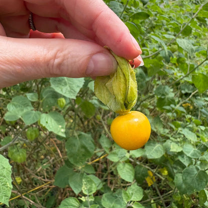 THANI - Physalis Lyophilisée en morceaux