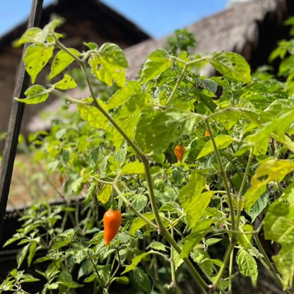 SELVA INMENSA - PIMENT AMAZONIEN