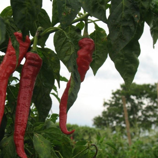 FEROZ -  La Succulente, Sauce Cayenne