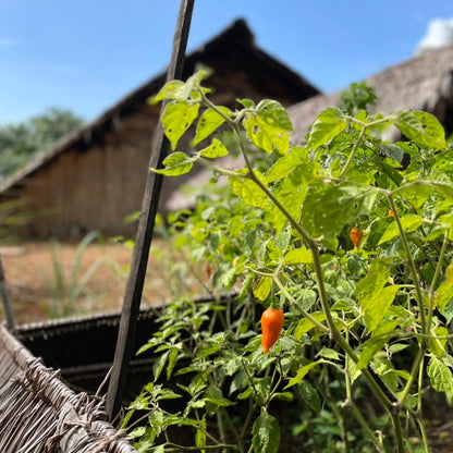 SELVA INMENSA - PIMENT AMAZONIEN