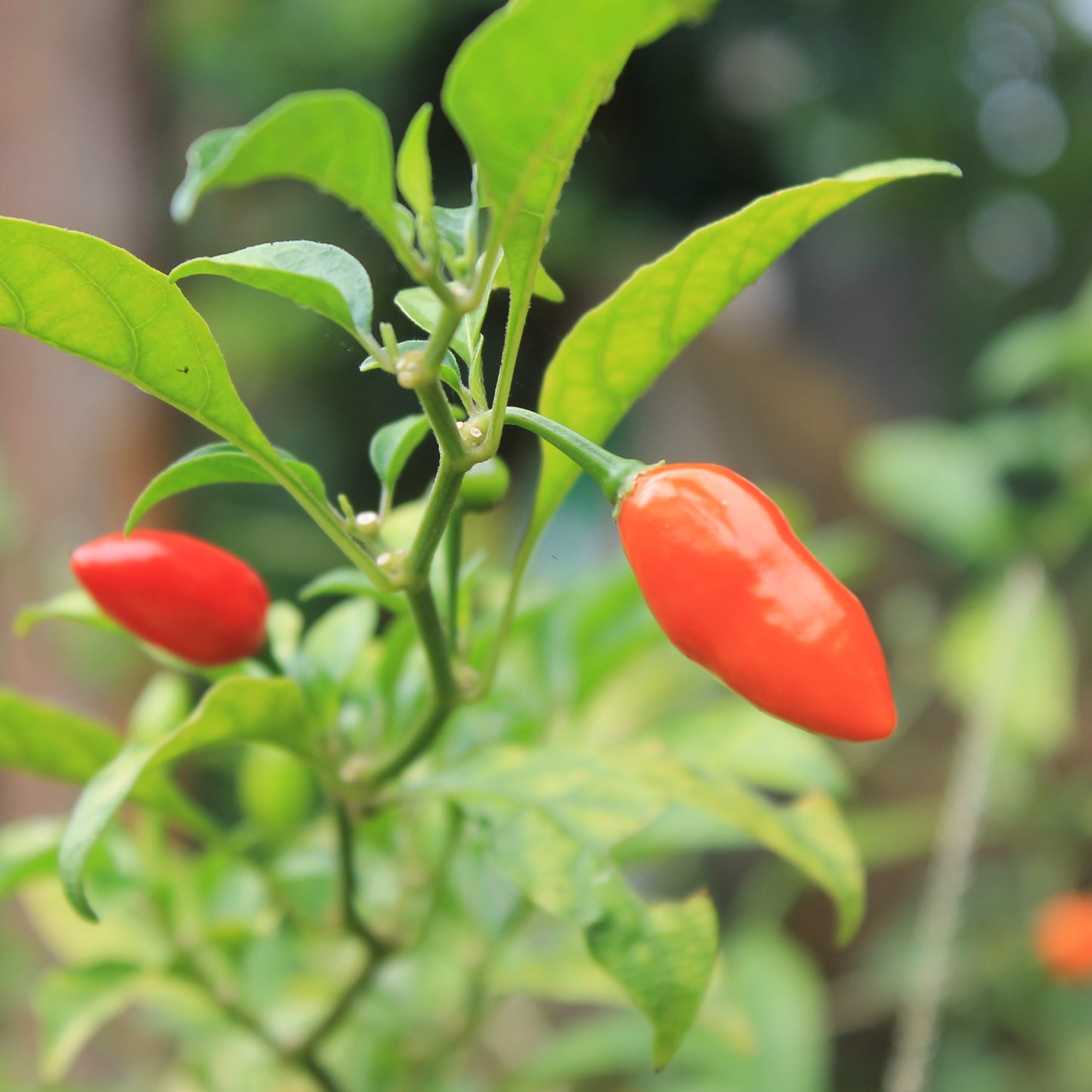 SELVA INMENSA - PIMENT AMAZONIEN