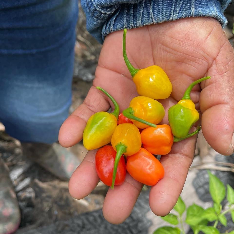 SELVA INMENSA - PIMENT AMAZONIEN